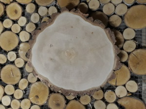 brzoza plaster